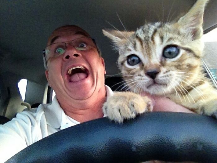 两只猫在开车的表情图片