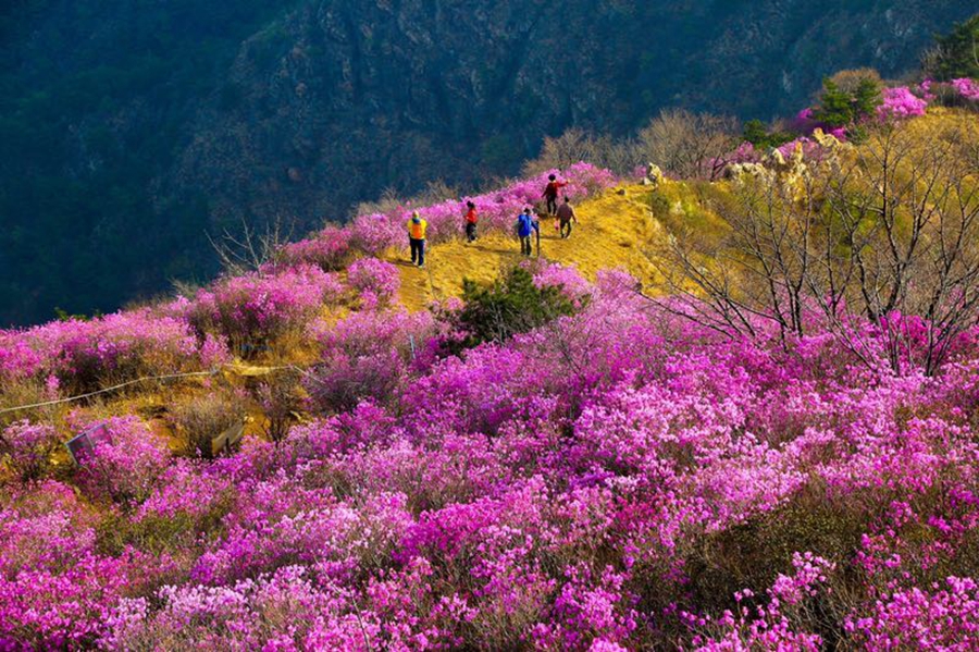 漫山杜鹃盛放 游人徜徉花海尽享美景