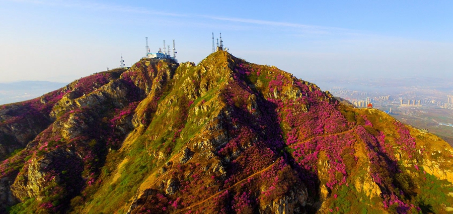 漫山杜鹃盛放 游人徜徉花海尽享美景