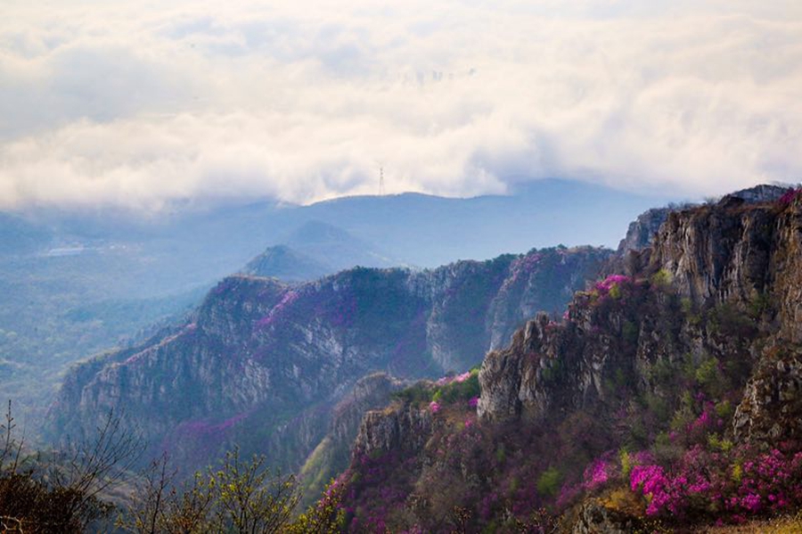 漫山杜鹃盛放 游人徜徉花海尽享美景