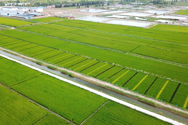 稻渔空间坐落在银川主城北部的后花园