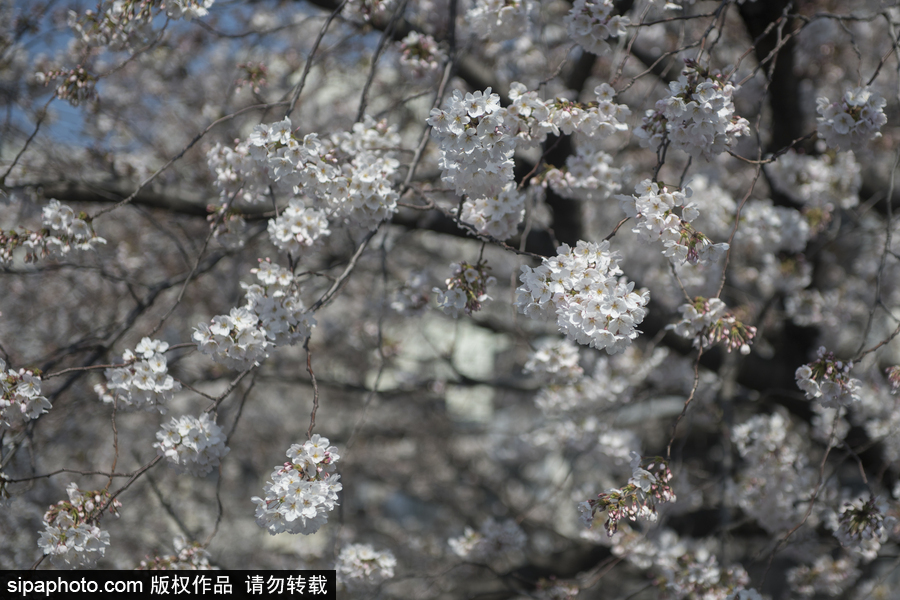 日本东京迎来樱花季 民众赏樱自拍