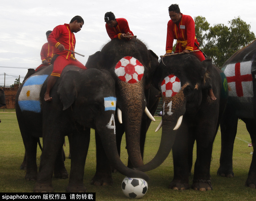 泰国大城府举行大象球赛 迎接2018俄罗斯世界