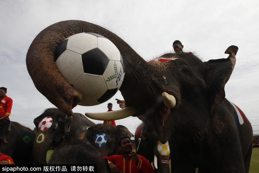 泰国大城府举行大象球赛 迎接2018俄罗斯世界