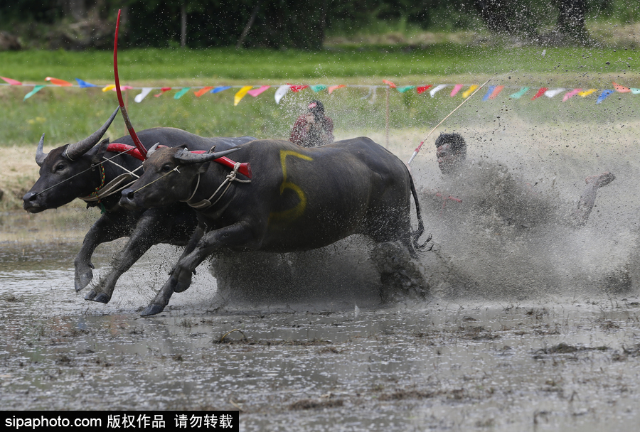 水牛狂奔激起水花！泰国曼谷水牛比赛场面壮观有趣