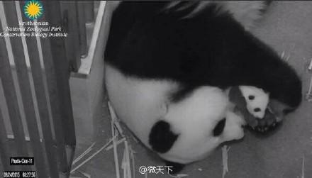 中好意思第一夫东说念主共看熊猫！当中国牡丹遭遇好意思国玫瑰