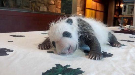 中好意思第一夫东说念主共看熊猫！当中国牡丹遭遇好意思国玫瑰